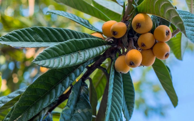 Loquat Tree - Eriobotrya japonica - 5 Gallon Pot