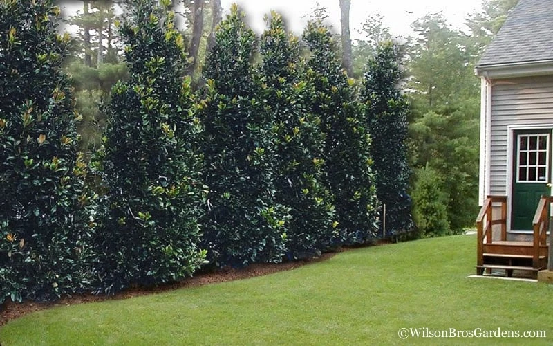 Claudia Wannamaker Southern Magnolia - 7 Gallon Pot (5-6')