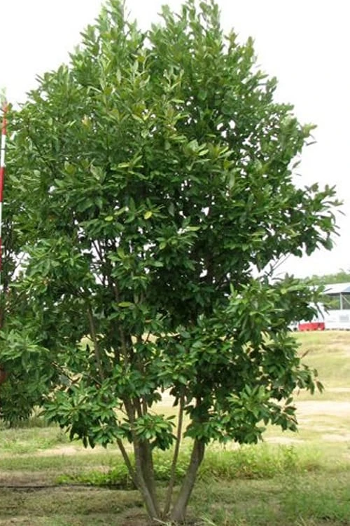 Moonglow Sweetbay Magnolia Tree (Magnolia virginiana 'Jim Wilson') - 1 Gallon Pot