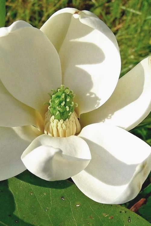 Moonglow Sweetbay Magnolia Tree (Magnolia virginiana 'Jim Wilson') - 1 Gallon Pot