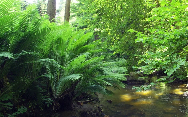 The King Ostrich Fern (Matteuccia struthiopteris) - 1 Gallon Pot