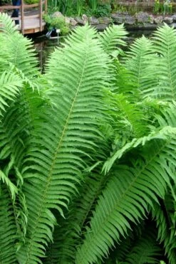 The King Ostrich Fern (Matteuccia Struthiopteris) - 1 Gallon Pot