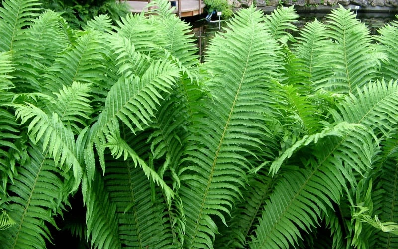 The King Ostrich Fern (Matteuccia struthiopteris) - 1 Gallon Pot