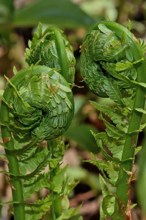 The King Ostrich Fern (Matteuccia struthiopteris) - 1 Gallon Pot