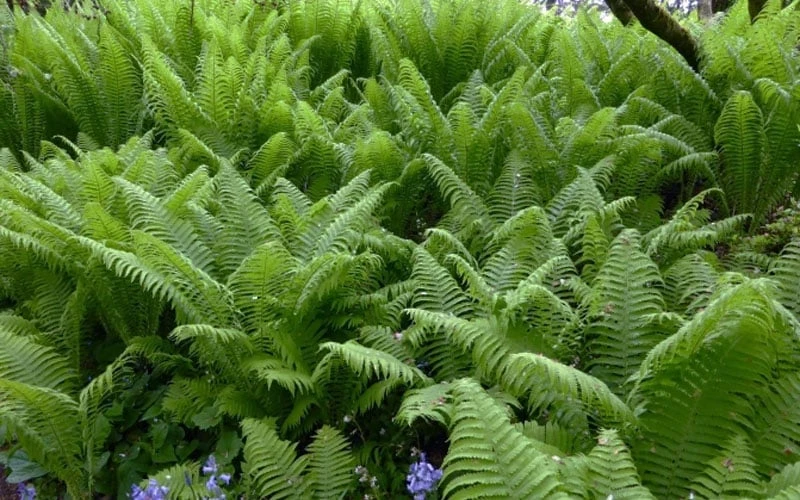 The King Ostrich Fern (Matteuccia struthiopteris) - 1 Gallon Pot