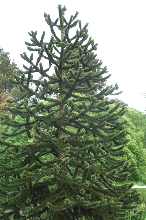 Monkey Puzzle Tree - Araucaria auracana - 2.5 Quart Pot