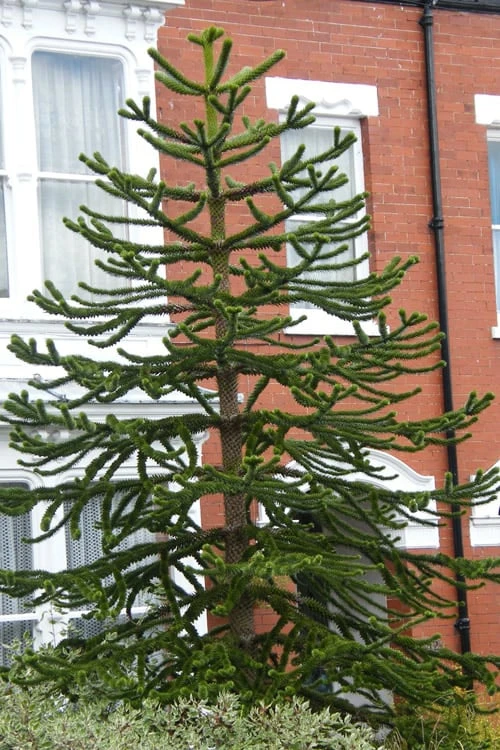 Monkey Puzzle Tree - Araucaria auracana - 2.5 Quart Pot