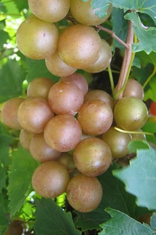 Fry Bronze Muscadine Grape Vine - 1 Gallon Pot