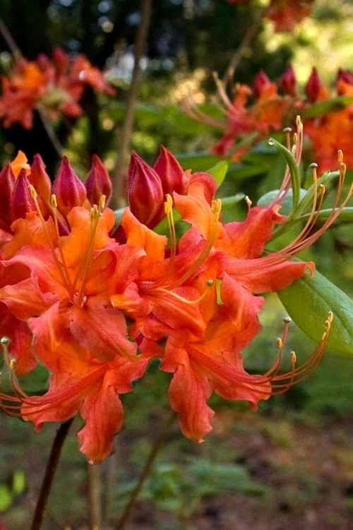 Oconee Native Azalea - Rhododendron flammeum speciosum - 3 Gallon Pot