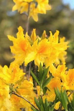 Sunny Side Up Aromi Azalea (Rhododendron Hybrid) - 1 Gallon Pot