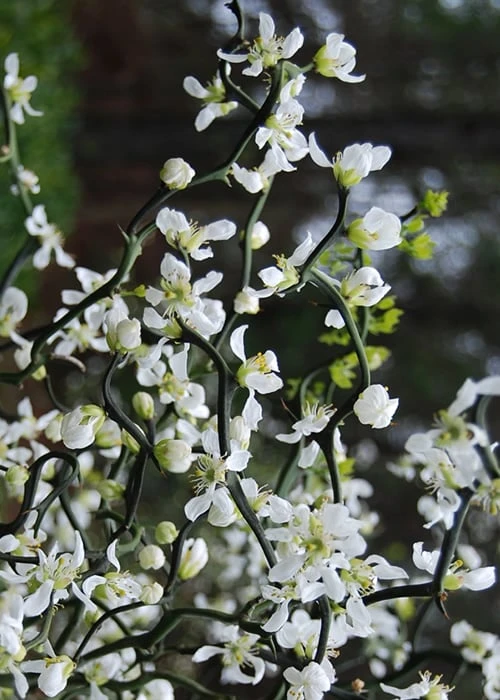 Flying Dragon Hardy Orange Tree - 7 Gallon Pot (3-4')