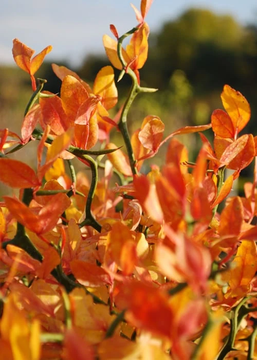 Flying Dragon Hardy Orange Tree - 7 Gallon Pot (3-4')