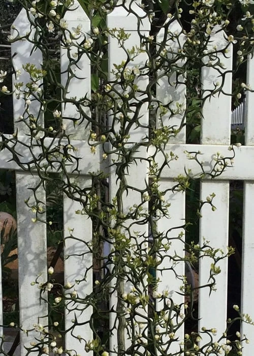 Flying Dragon Hardy Orange Tree - 7 Gallon Pot (3-4')