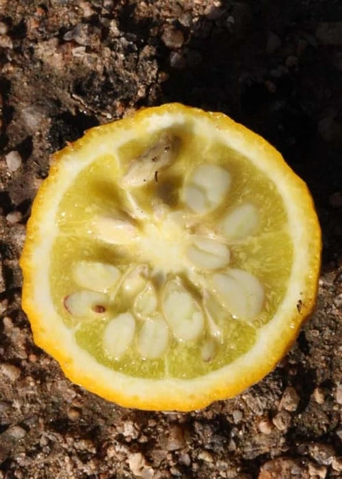 Flying Dragon Hardy Orange Tree - 7 Gallon Pot (3-4')