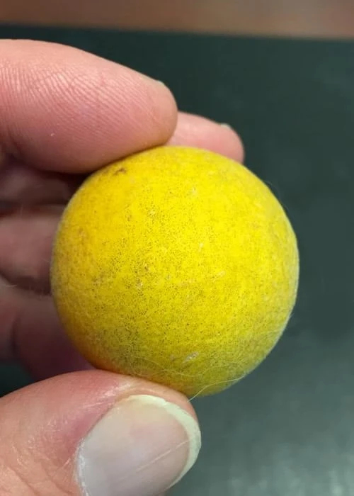 Flying Dragon Hardy Orange Tree - 7 Gallon Pot (3-4')