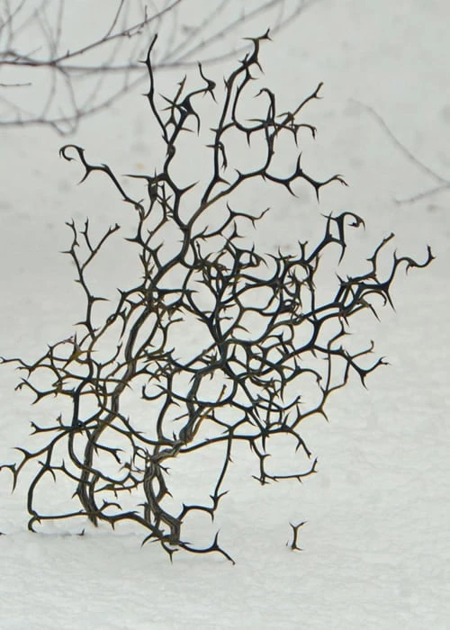 Flying Dragon Hardy Orange Tree - 7 Gallon Pot (3-4')