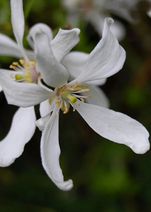 Flying Dragon Hardy Orange Tree - 7 Gallon Pot (3-4')