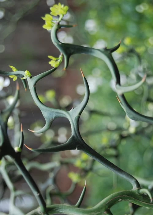 Flying Dragon Hardy Orange Tree - 7 Gallon Pot (3-4')