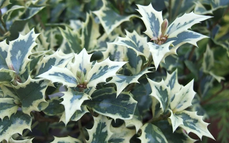 Fragrant Variegated Tea Olive - Osmanthus heterophyllus 'Variegatus' - 3 Gallon Pot