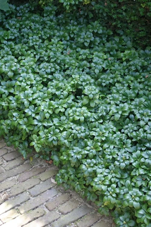 Green Carpet Pachysandra - Japanese Spurge - 18 Count Flat of Pint Pots