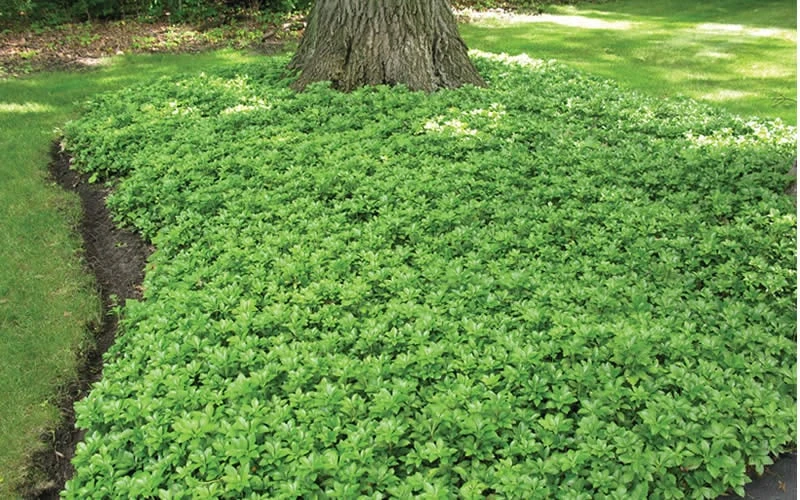 Green Carpet Pachysandra - Japanese Spurge - 18 Count Flat of Pint Pots