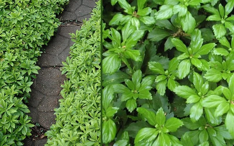 Green Carpet Pachysandra - Japanese Spurge - 18 Count Flat of Pint Pots