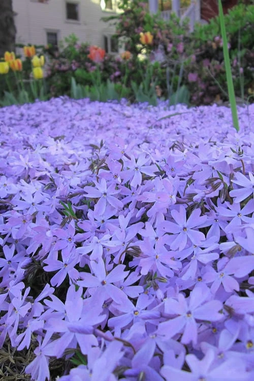 Emerald Cushion Blue Creeping Phlox - 1 Gallon Pot