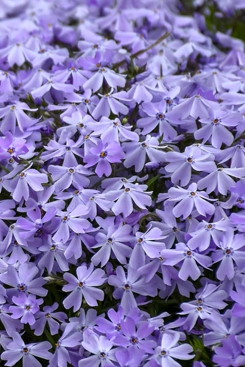 Emerald Cushion Blue Creeping Phlox - 1 Gallon Pot