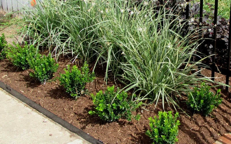 Baby Gem Boxwood - 6 Pack of 1 Gallon Pots