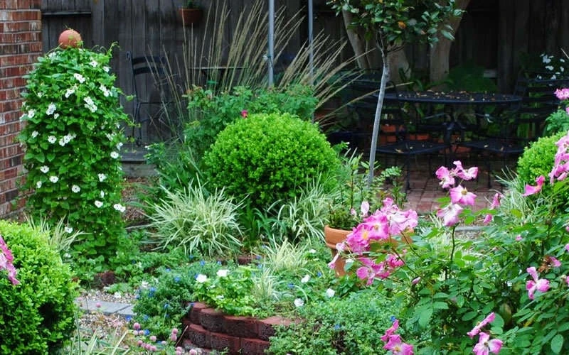 Baby Gem Boxwood - 6 Pack of 1 Gallon Pots