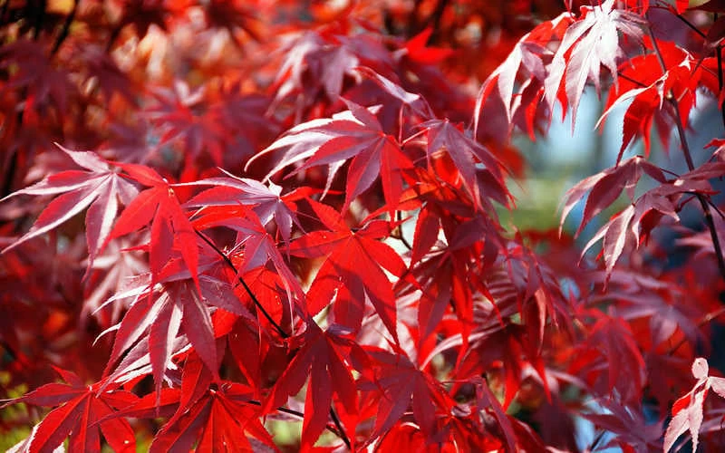 Fireglow Red Leaf Japanese Maple - 5 Gallon Pot (4.5-5.5')