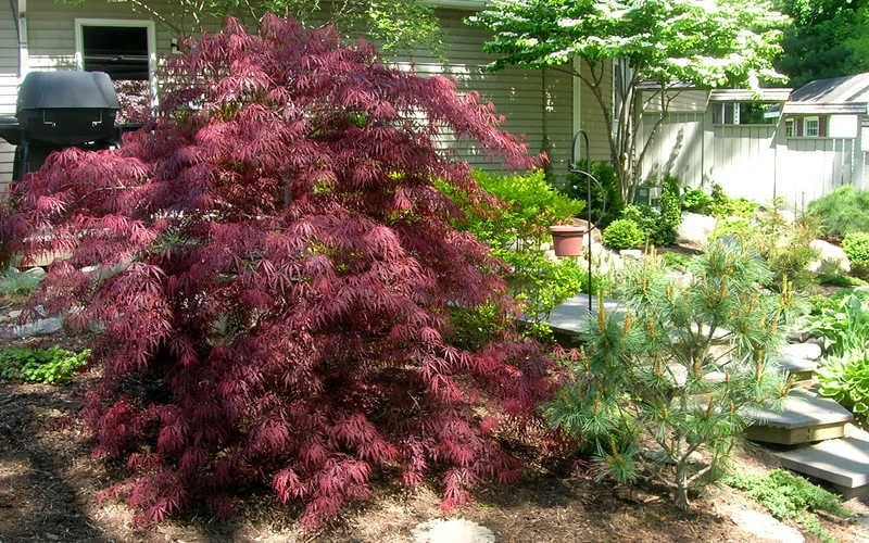Tamukeyama Dwarf Red Japanese Maple - 5 Gallon Pot