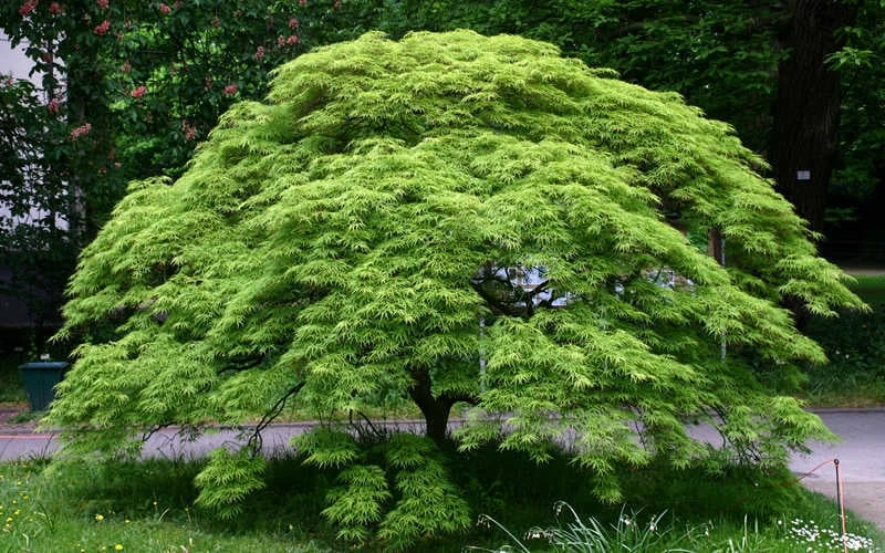 Viridis Dwarf Green Japanese Maple - 5 Gallon Pot