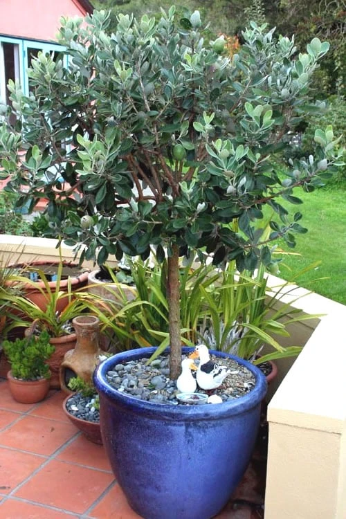 Pineapple Guava -Feijoa sellowiana - 7 Gallon Pot