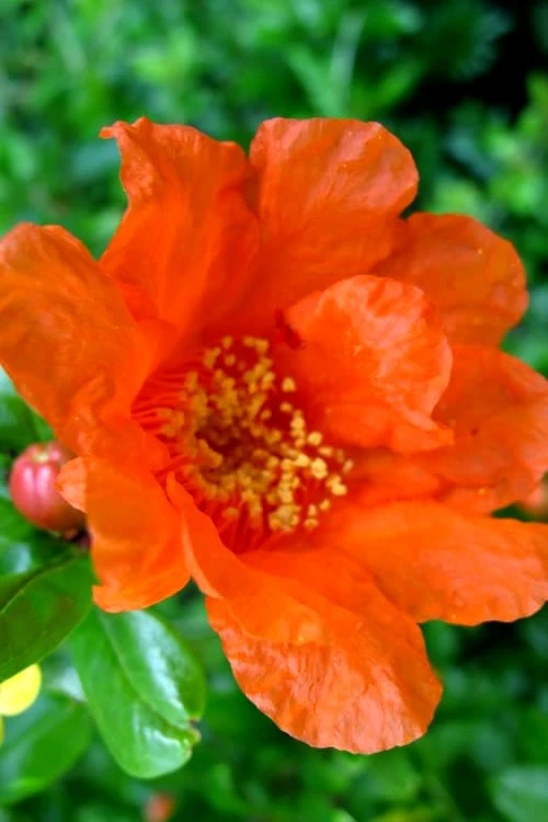 Russian 26 cold hardy pomegranate - 6 Pack of 1 Gallon Pots