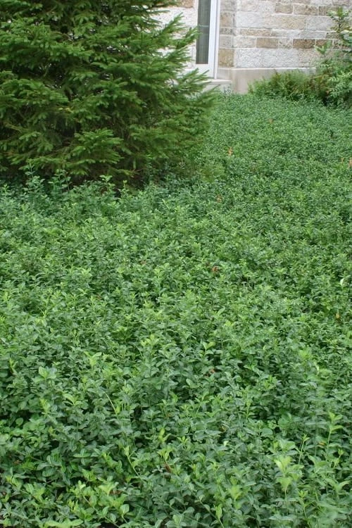 Purple Wintercreeper - Euonymus fortunei Coloratus - 3 Pack of Pint Pots