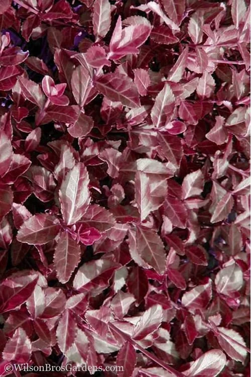 Purple Wintercreeper - Euonymus fortunei Coloratus - 3 Pack of Pint Pots