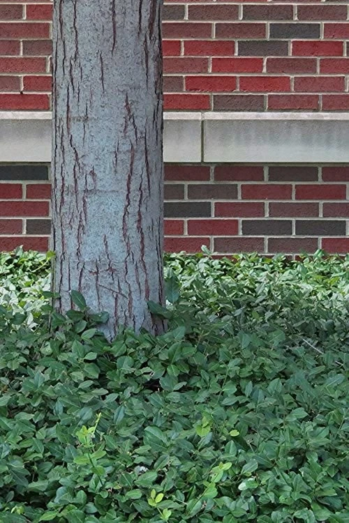 Purple Wintercreeper - Euonymus fortunei Coloratus - 3 Pack of Pint Pots