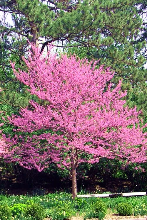 Carolina Sweetheart Eastern Redbud Tree - 5 Gallon Pot