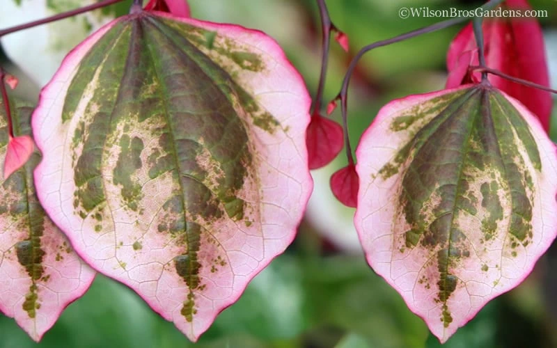 Carolina Sweetheart Eastern Redbud Tree - 5 Gallon Pot