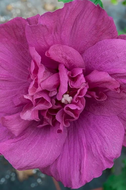 Magenta Chiffon Rose of Sharon - Hibiscus syriacus - 3 Gallon Pot