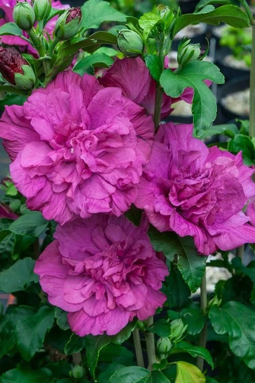Magenta Chiffon Rose of Sharon - Hibiscus syriacus - 3 Gallon Pot