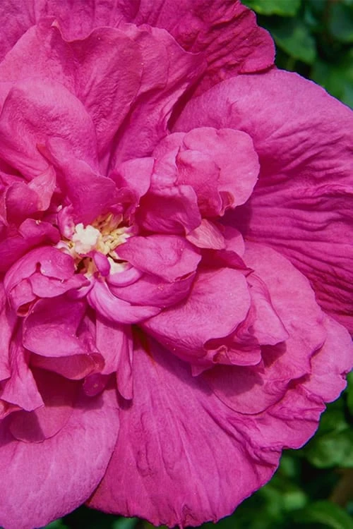 Magenta Chiffon Rose of Sharon - Hibiscus syriacus - 3 Gallon Pot