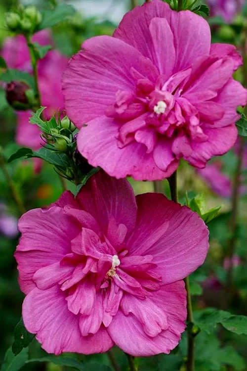 Magenta Chiffon Rose of Sharon - Hibiscus syriacus - 3 Gallon Pot