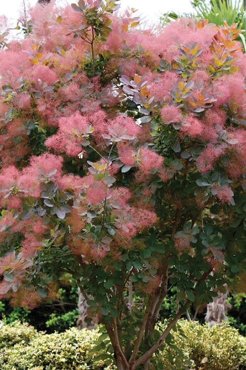 Grace Pink Flowering Smoke Tree - 3 Gallon Pot