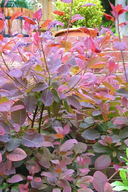 Grace Pink Flowering Smoke Tree - 3 Gallon Pot