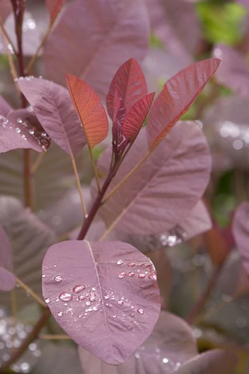Grace Pink Flowering Smoke Tree - 3 Gallon Pot
