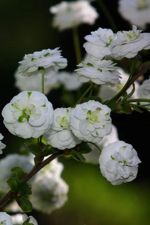 Plena Double Bridal Wreath Spirea (Spirea prunifolia) - 3 Gallon Pot