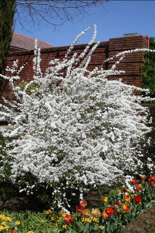 Plena Double Bridal Wreath Spirea (Spirea prunifolia) - 3 Gallon Pot