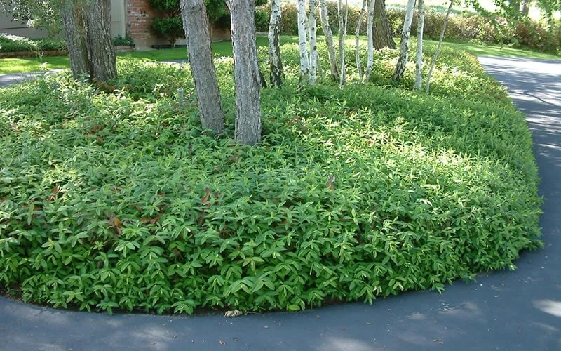 Creeping St Johns Wort (Hypericum calycinum) - 5 Pack of Quart Pots